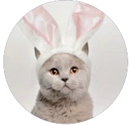 Gato