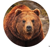 oso
