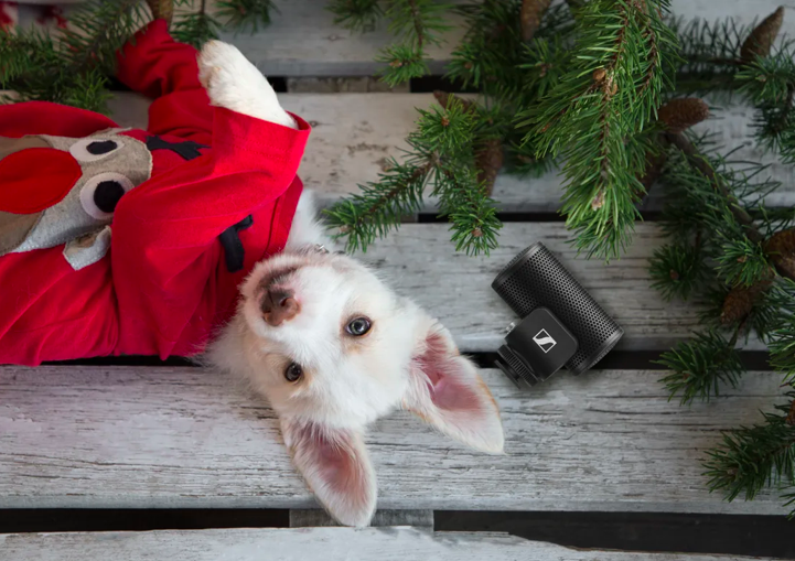 sennheiser cachorro